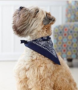 doggie-skins-bandanas